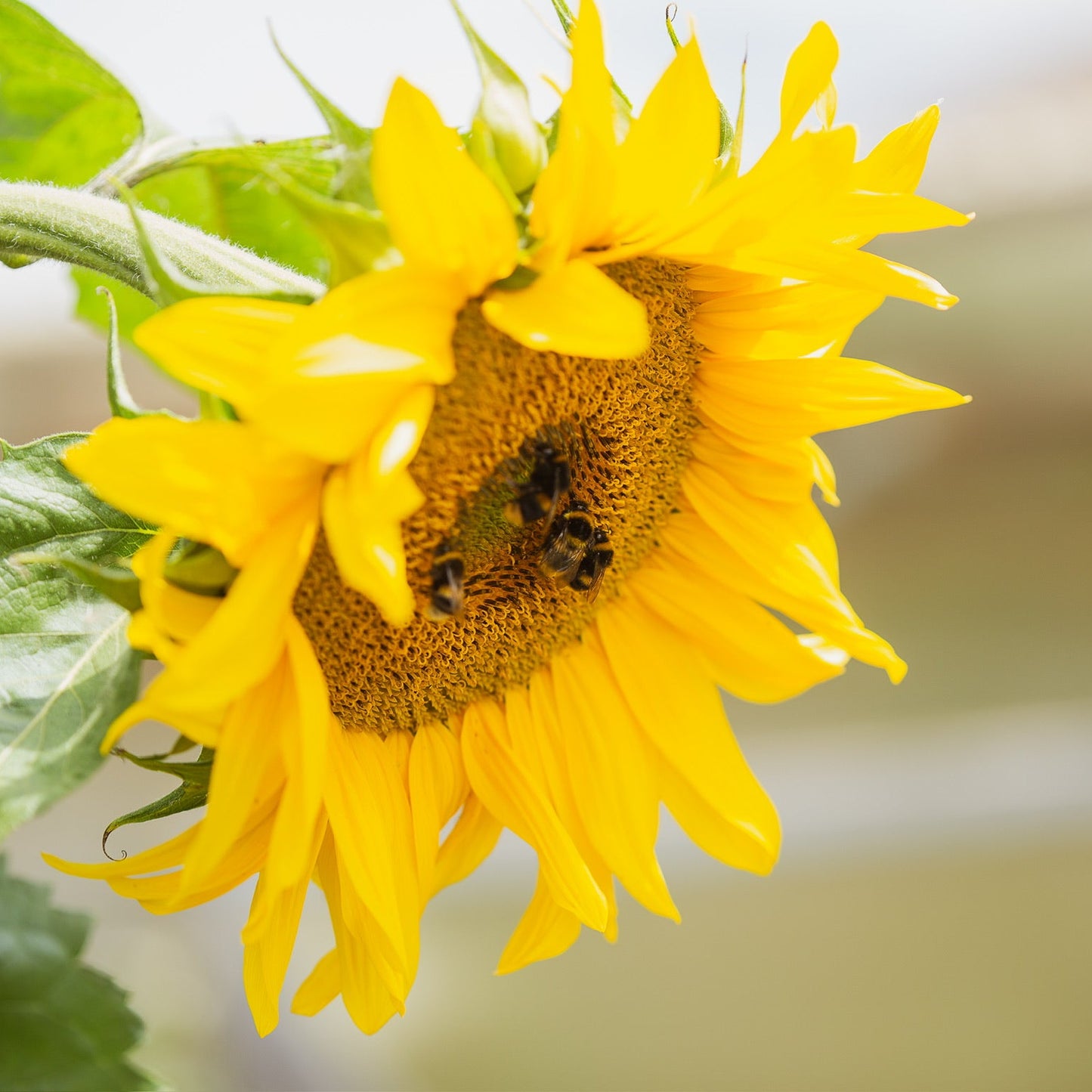 The Sunflower Grow Pack