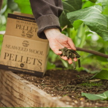 SeaWool™ - Seaweed infused Wool Pellets