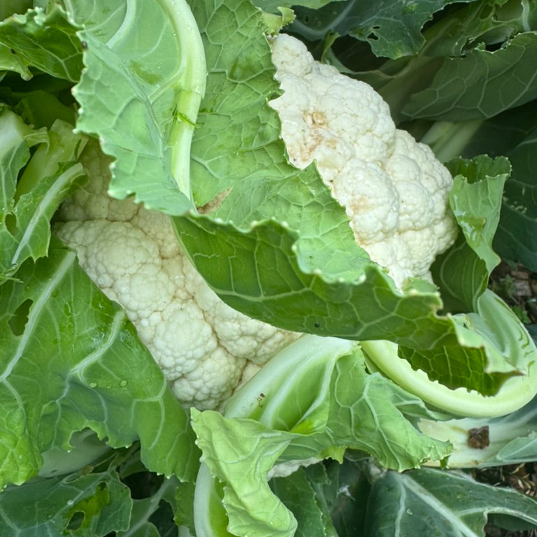 Winter Veggie Grow Mat