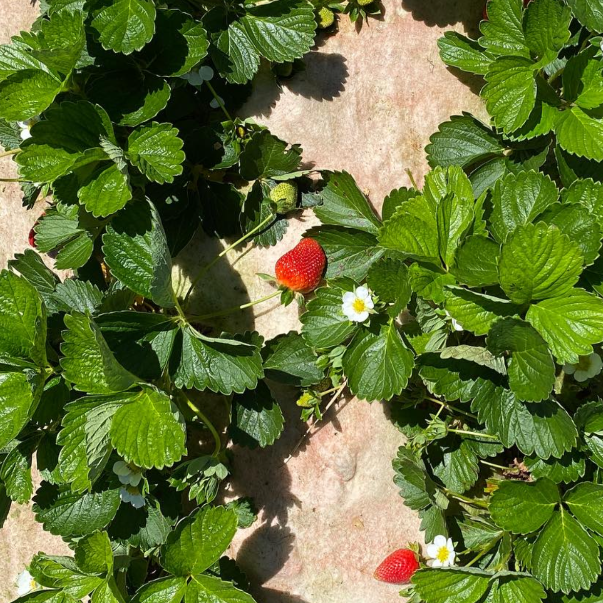 Strawberry Mulch Mat