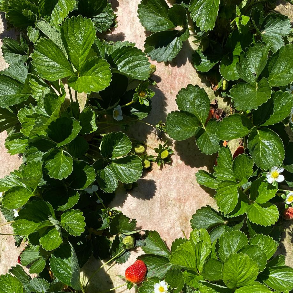 Wool Strawberry Planting Mat