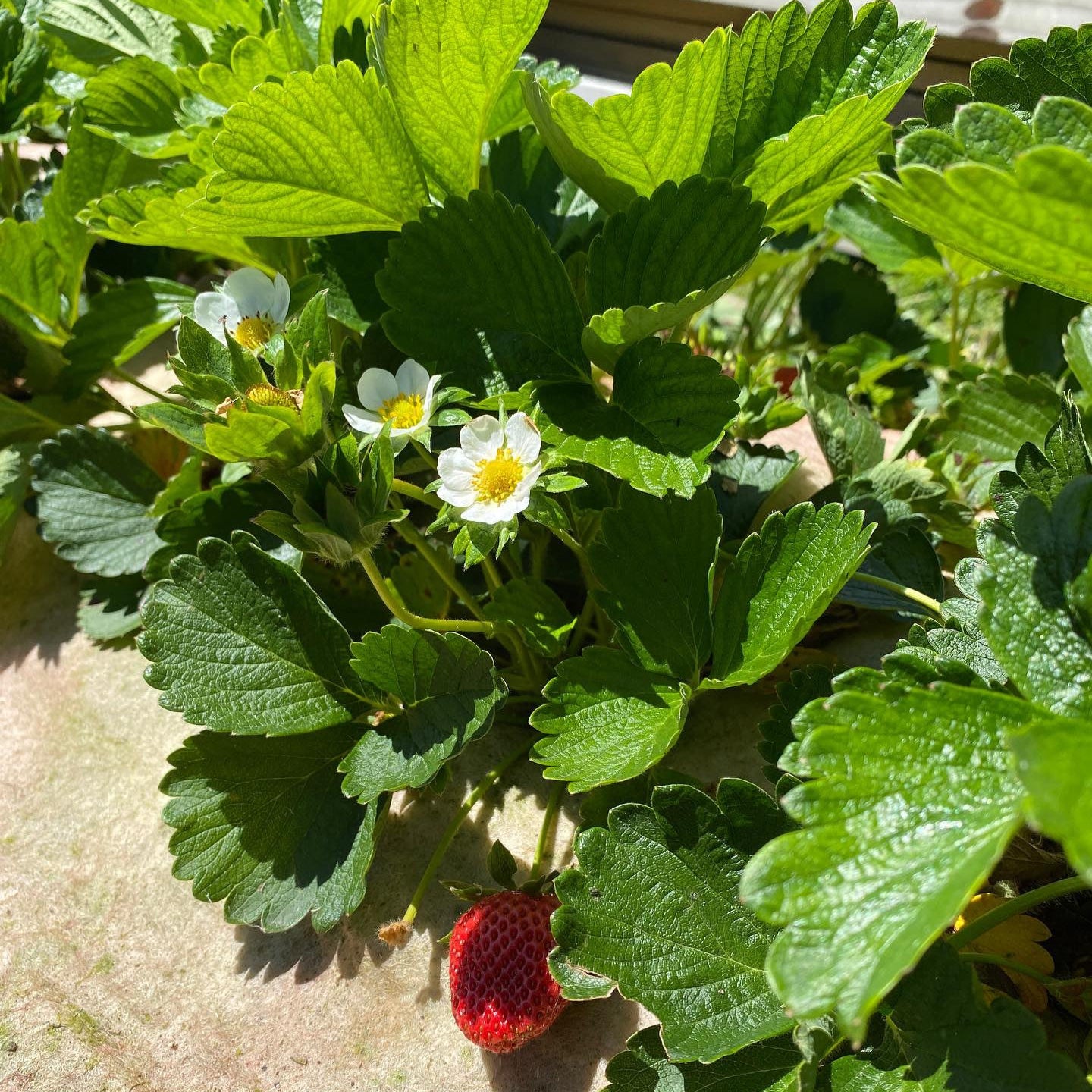 Wool Mulch Strawberries