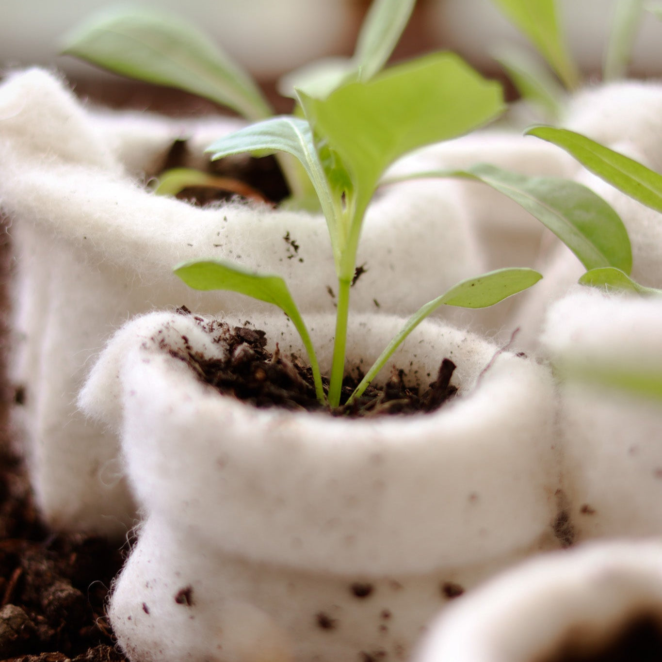 wool plant pots Wool Propagation Pot