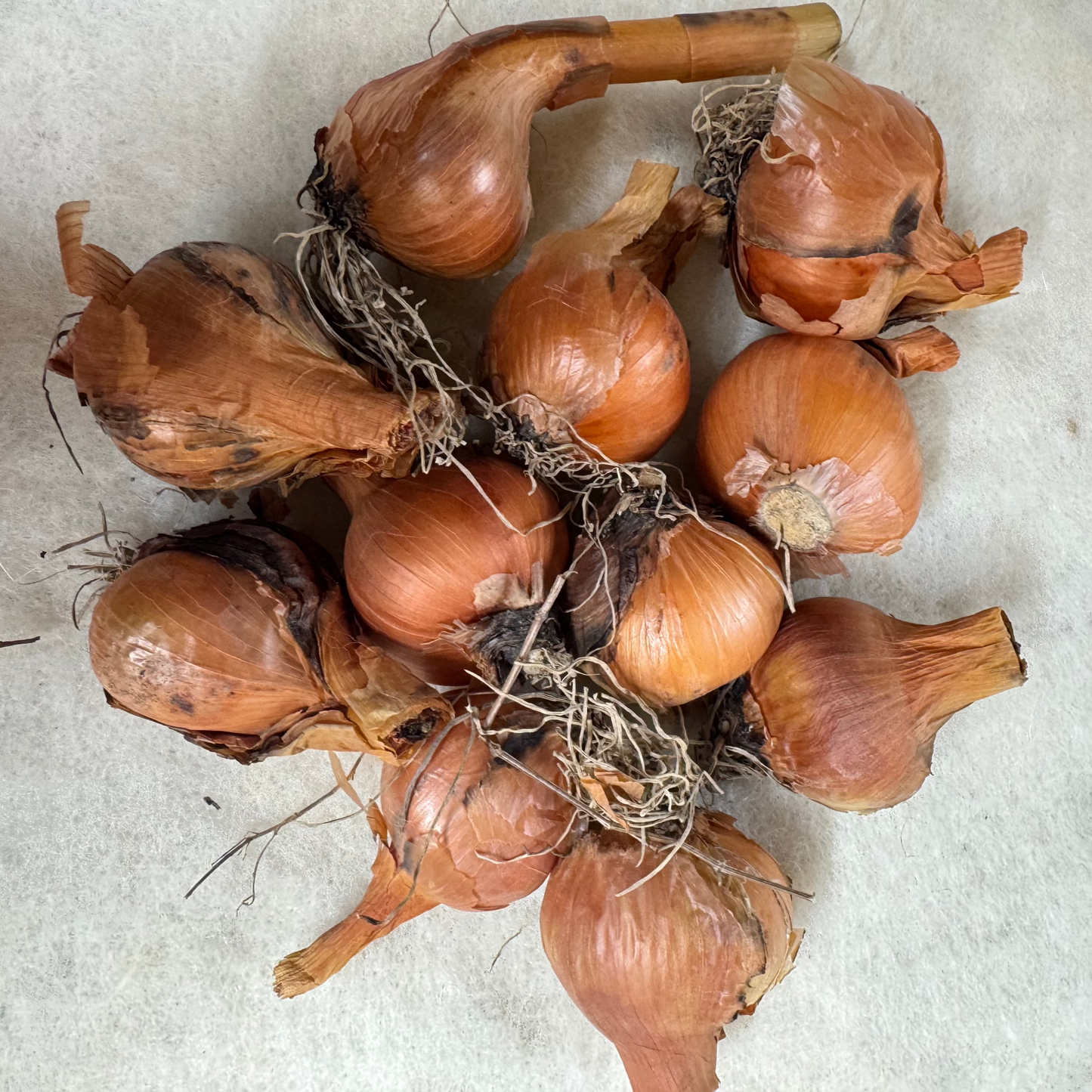 The Shallot Grow Mat