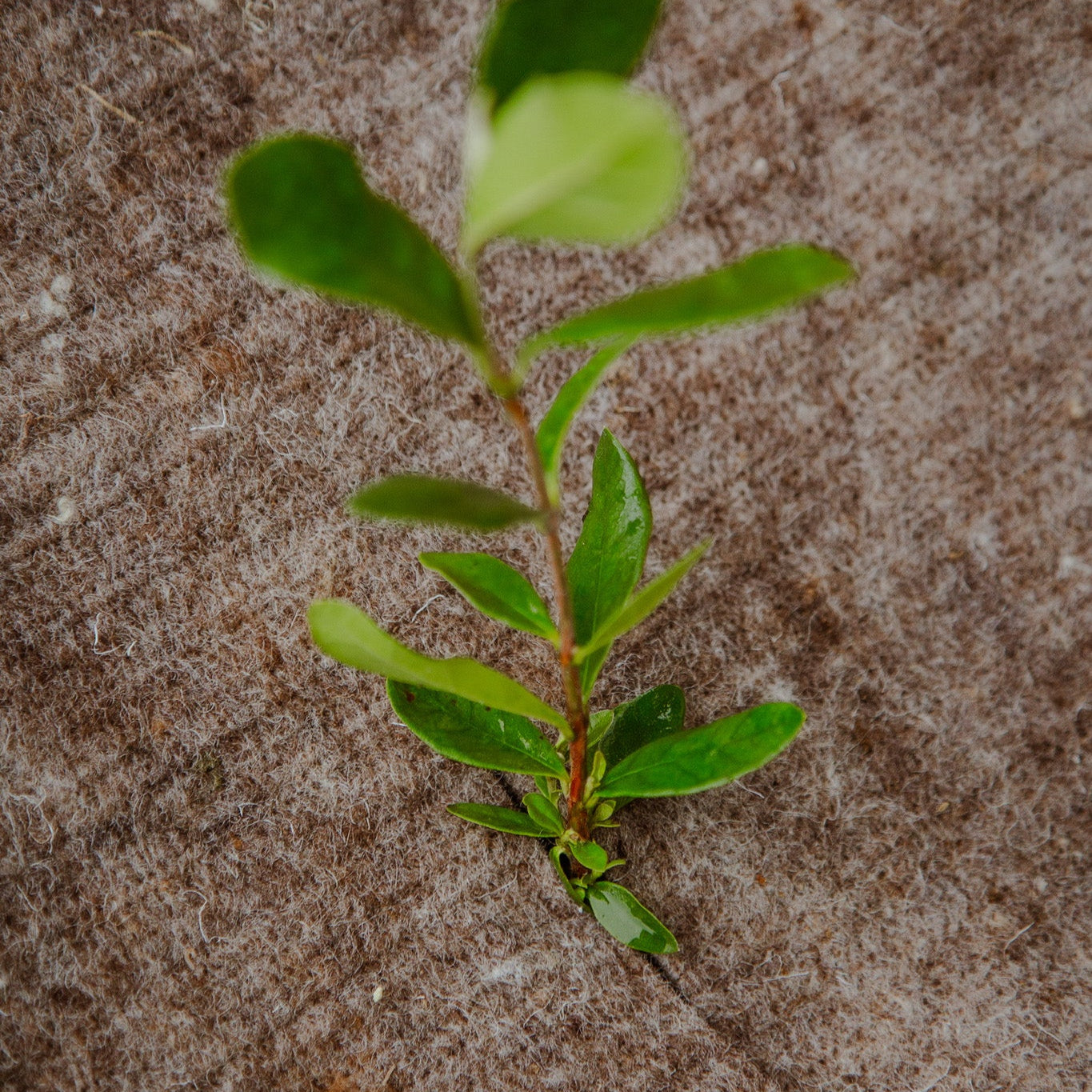 Black Wool Mulch Mat - Limited Edition - 10 Pack