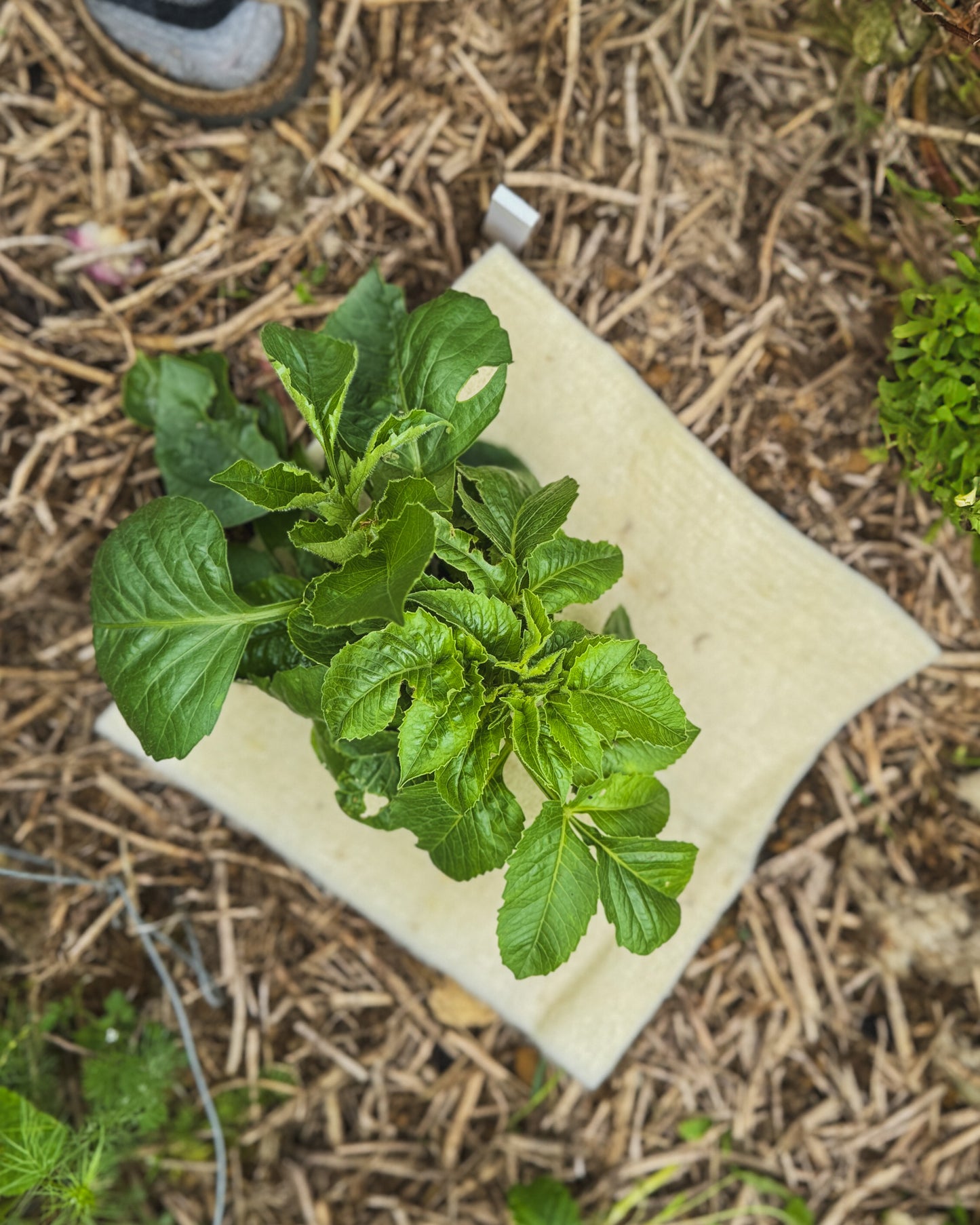 wool planting mat
