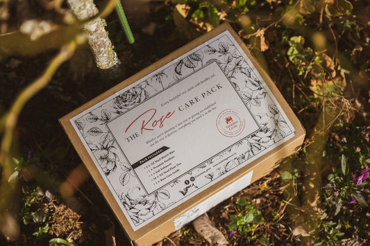 How to Grow Healthier Roses in New Zealand