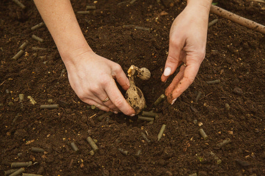 Wool in the Garden: A Clear Guide to Sustaina Grow’s Approach