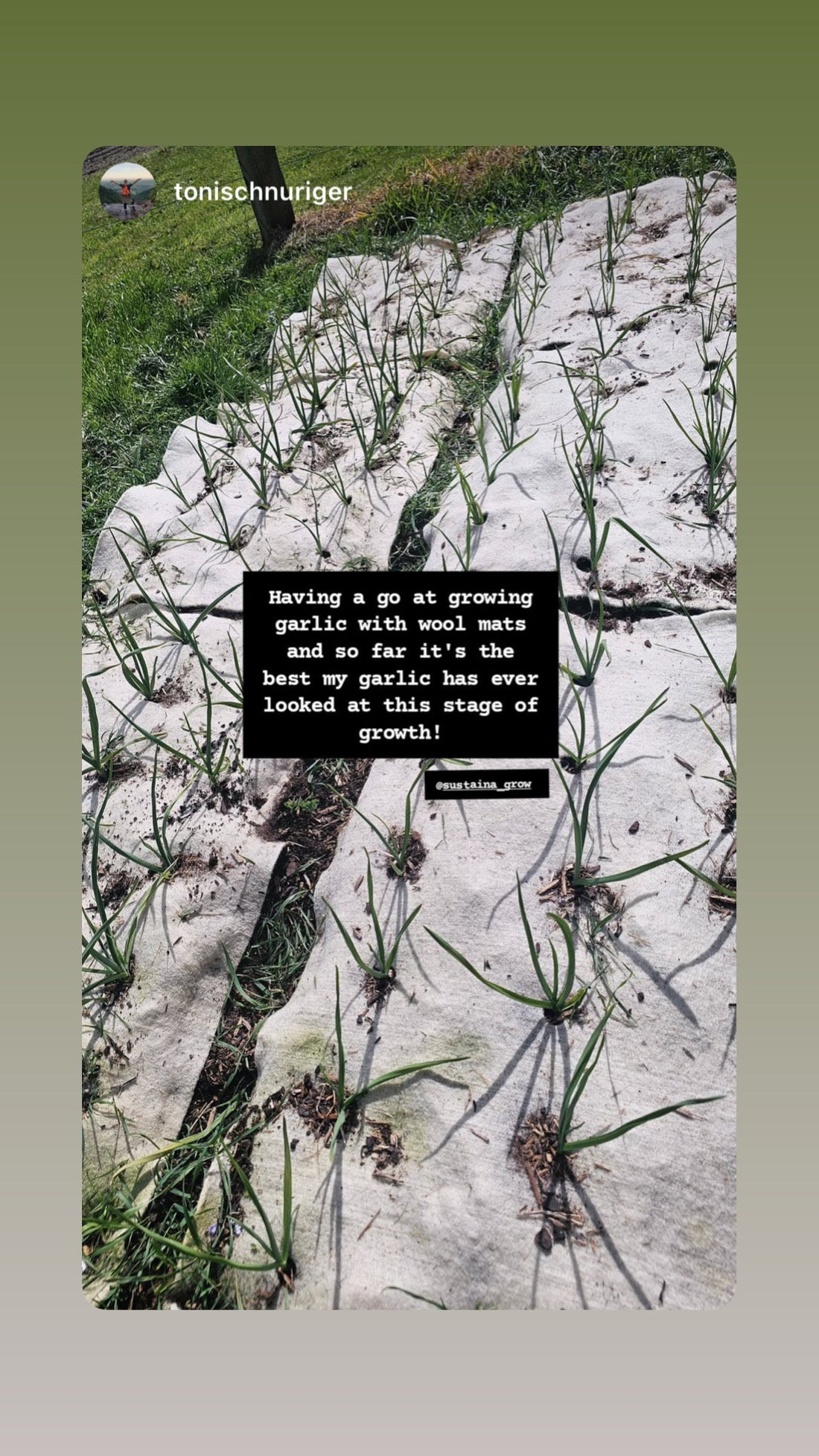 Customer Success Stories: Growing with Wool