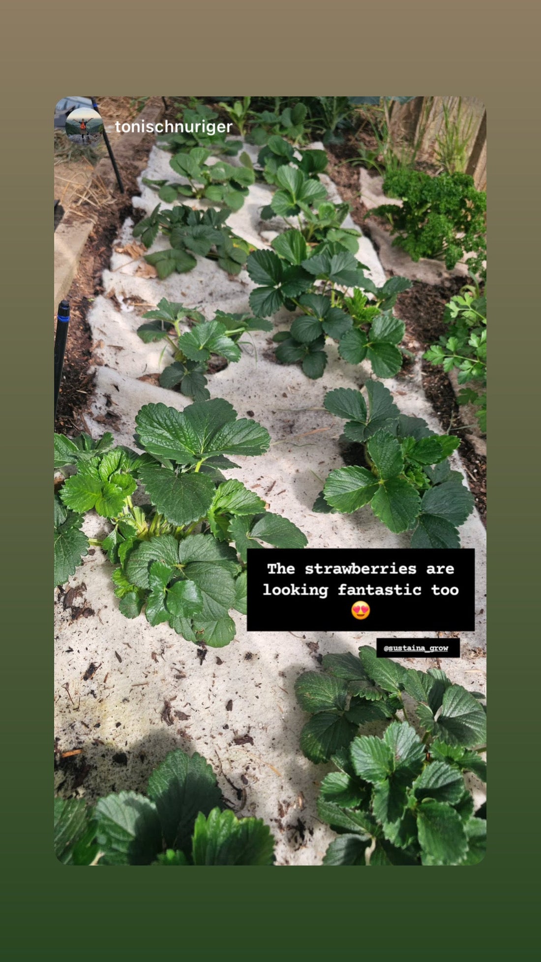 Customers Can’t Get Enough of Our Strawberry Grow Mats 🍓