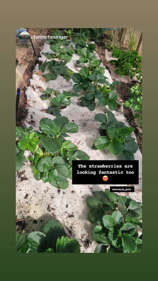 Customers Can’t Get Enough of Our Strawberry Grow Mats 🍓