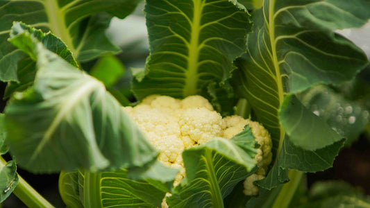 What to Plant Now for Autumn in NZ (Even If Your Garden Is Struggling)