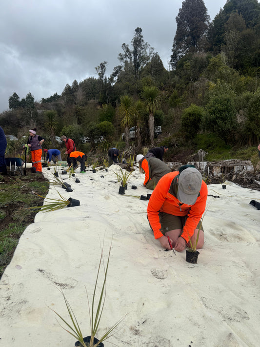 Planting Together at Ngā Roto-o-Rangataua for Conservation Week 🌱