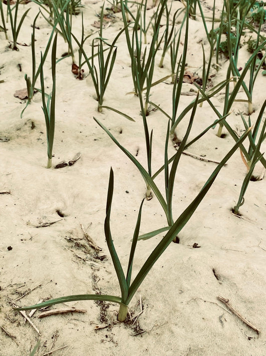 NZ Garlic Grow Mat