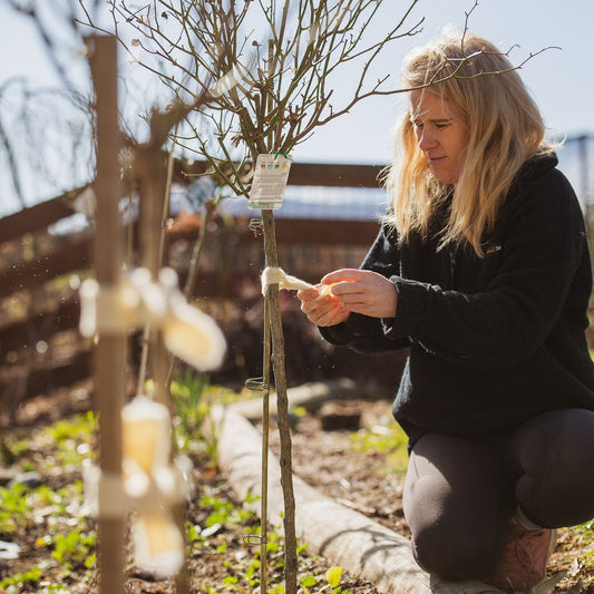 Why Wool Plant Ties Are Better for Roses and Tomatoes