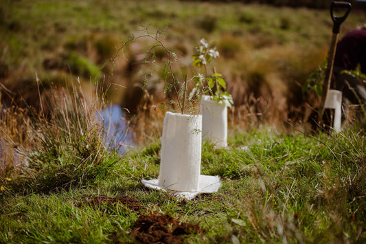 Wool Tree Guards - The future for Sustainable plantings in New Zealand