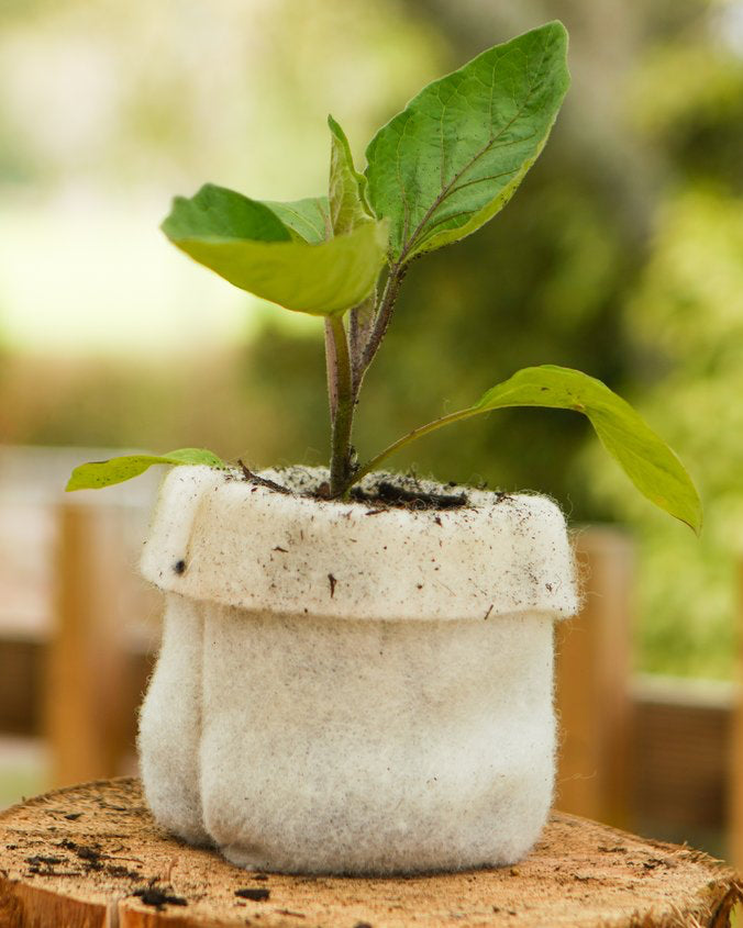 wool eggplant
grow with wool