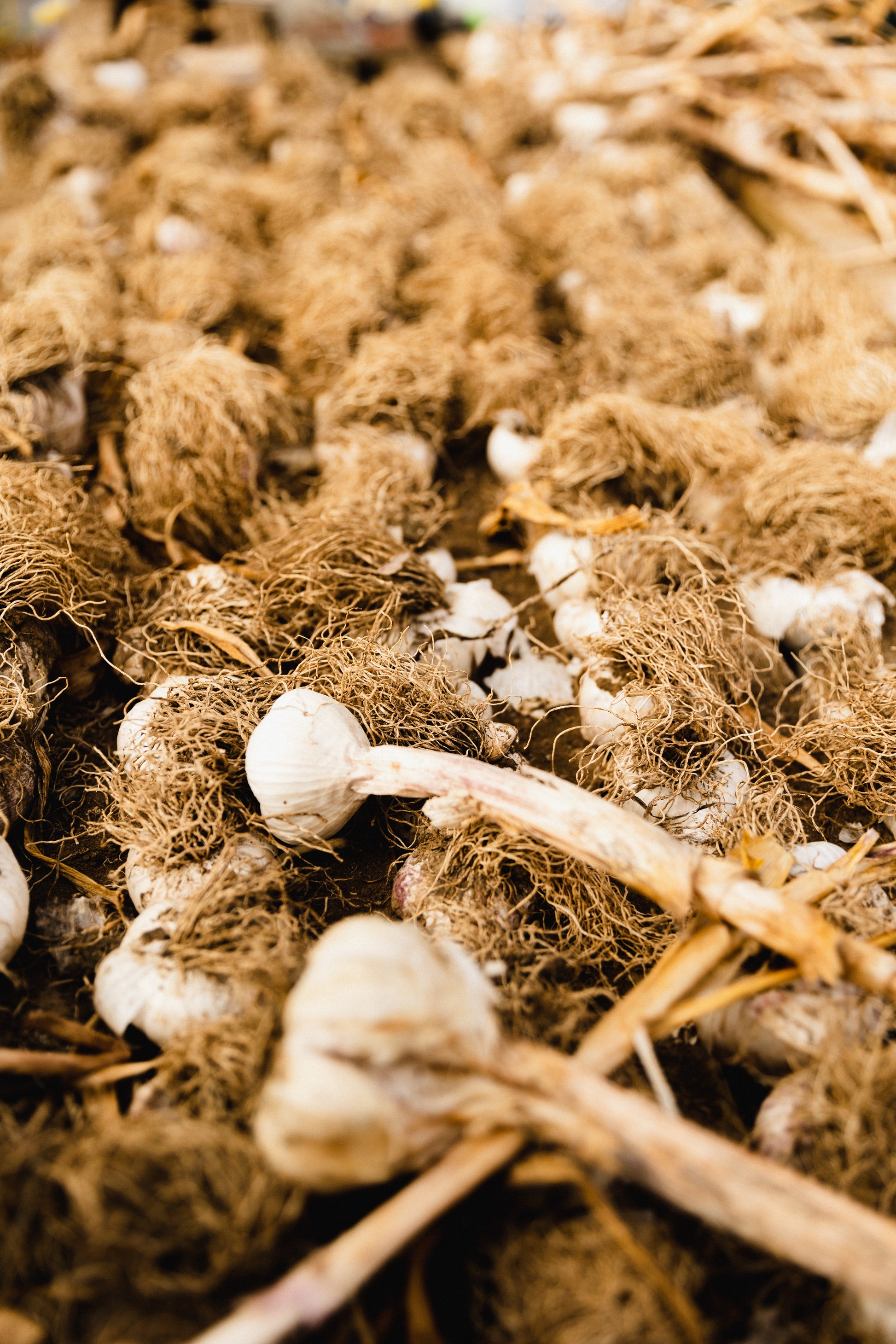 How to grow NZ Garlic