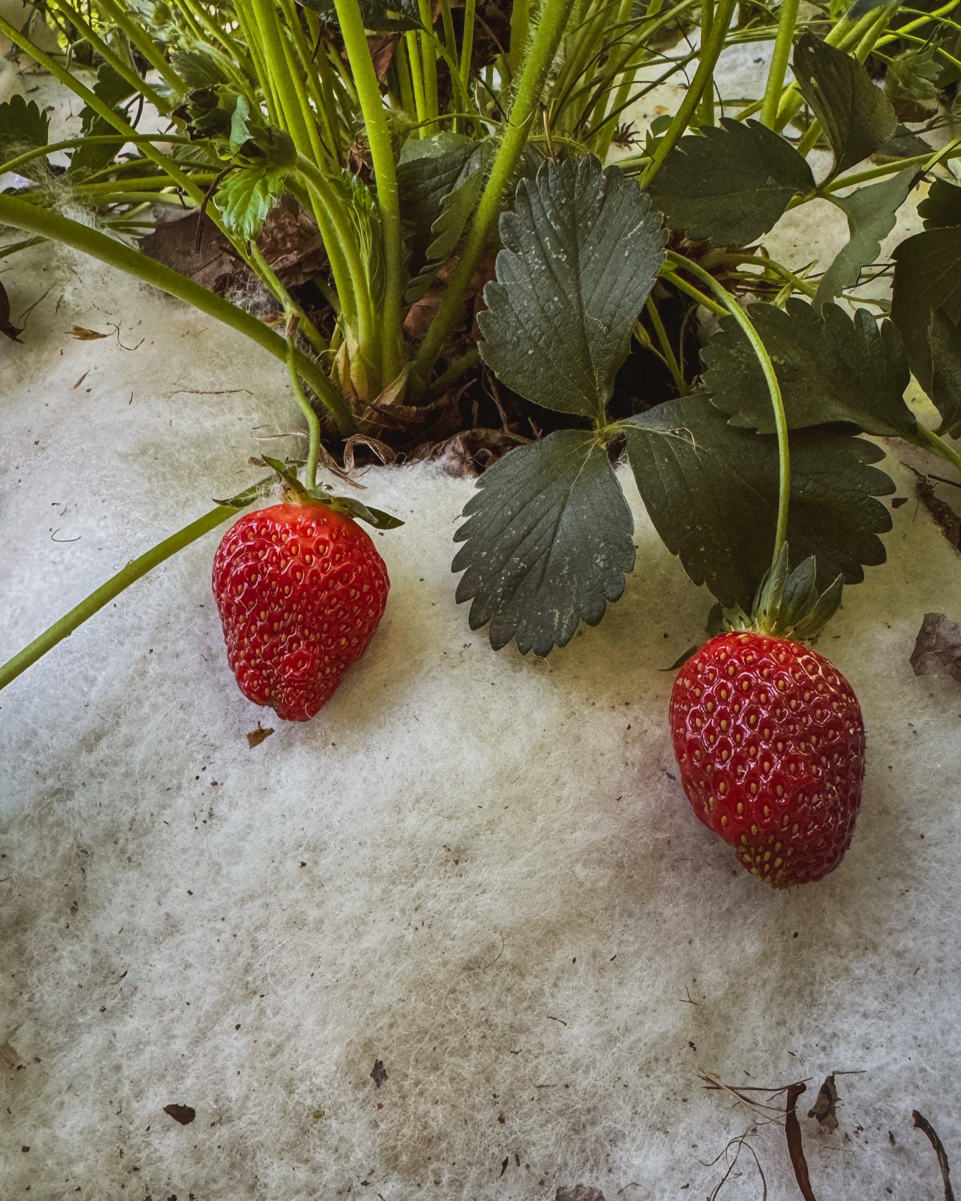 Wool strawberry growing
wool strawberry
wool mulch