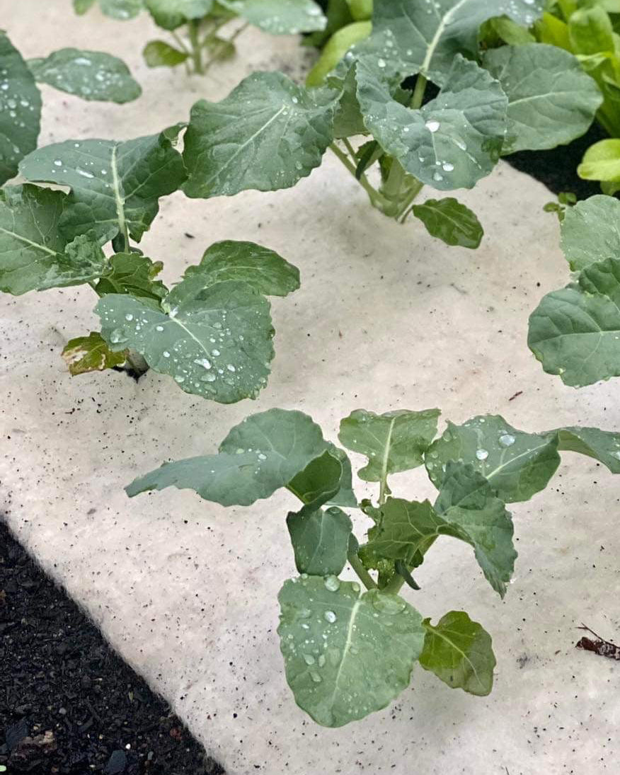 vegetable garden wool mulch