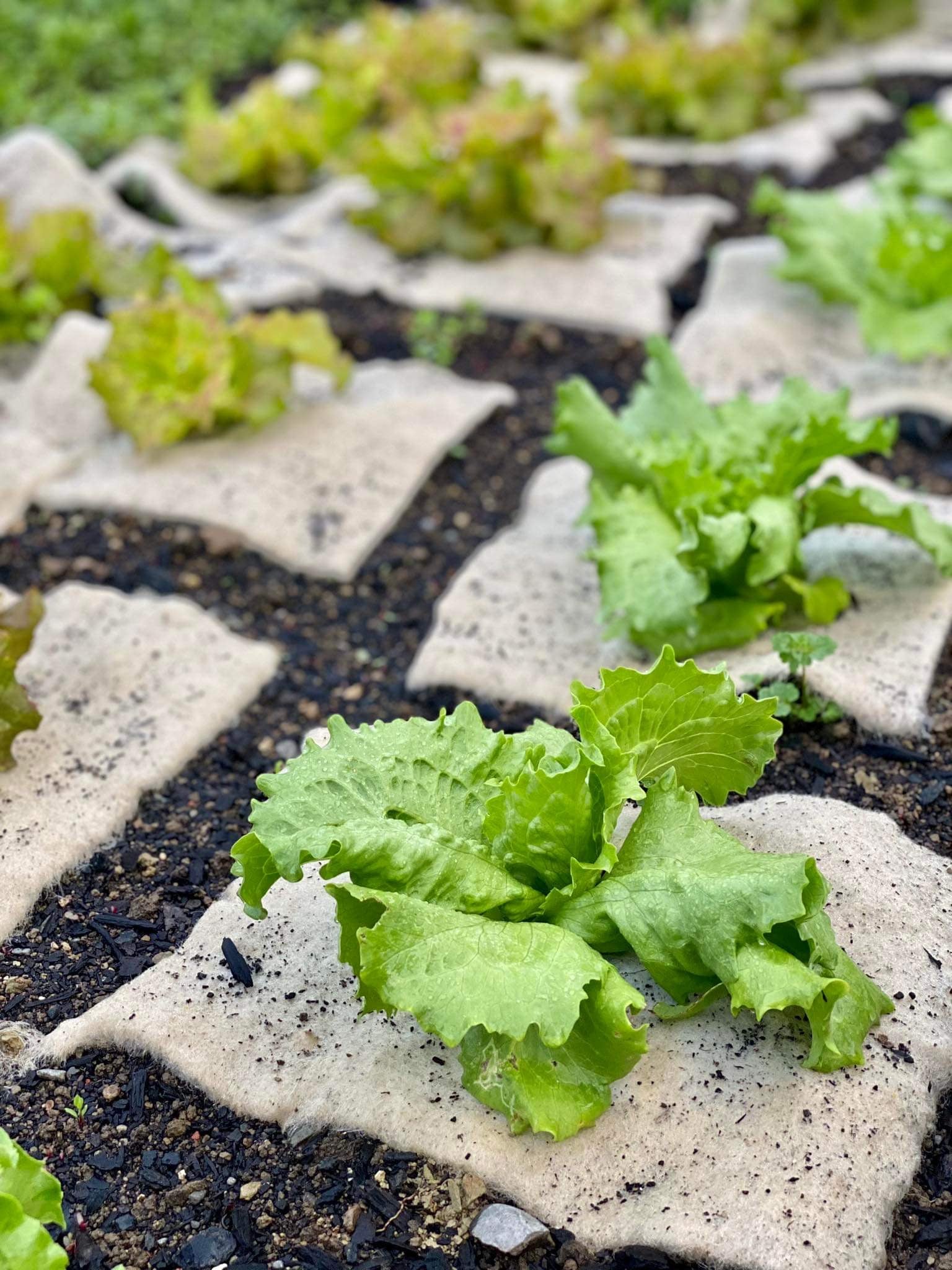 wool seedling mat