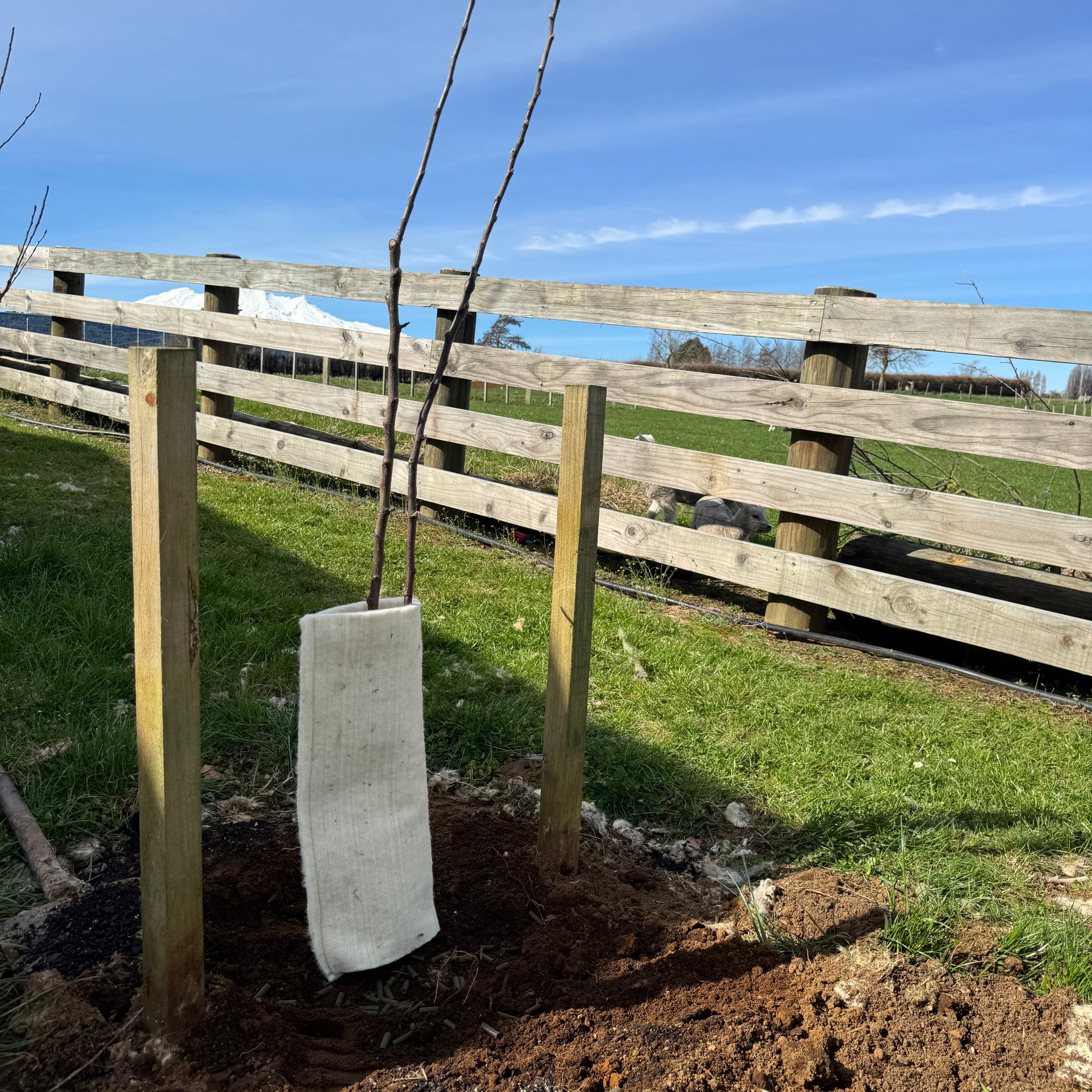 Fruit Fall Guard Fruit / Specimen Tree Guard – Sustaina Grow