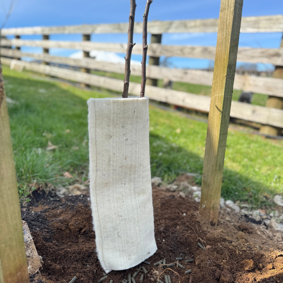 Fruit Fall Guard Fruit / Specimen Tree Guard – Sustaina Grow