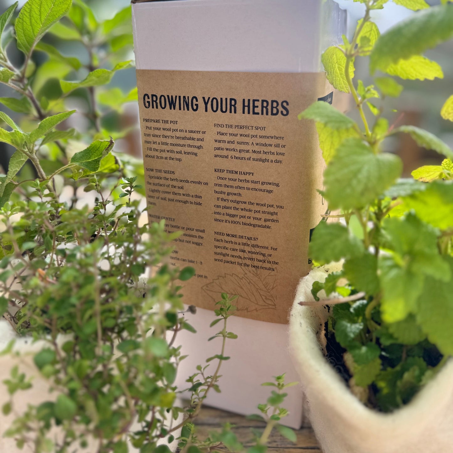 🌿The Herb Grow Pack