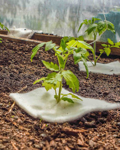 wool tomato plant 
seedling mat