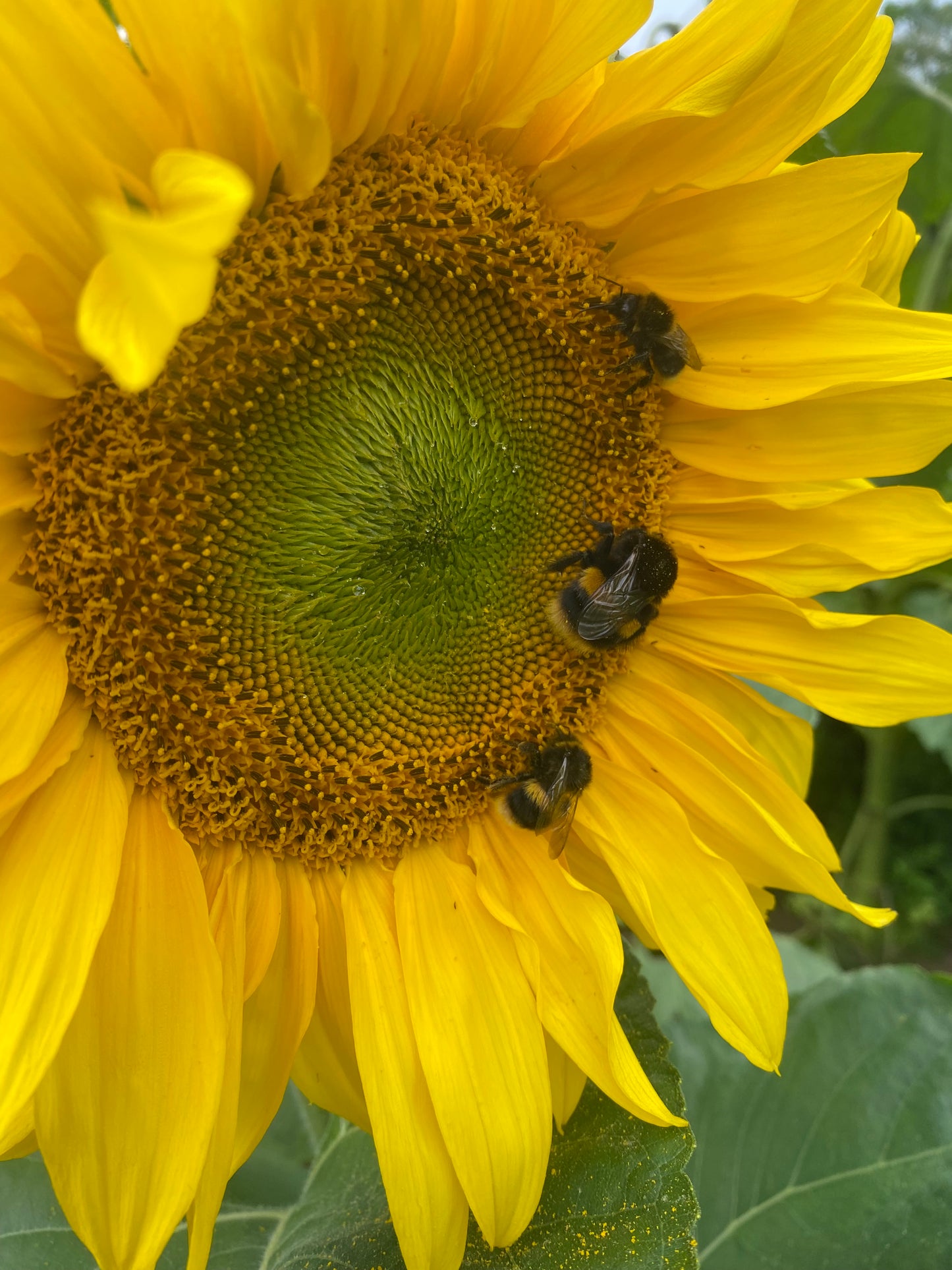 The Sunflower Grow Pack