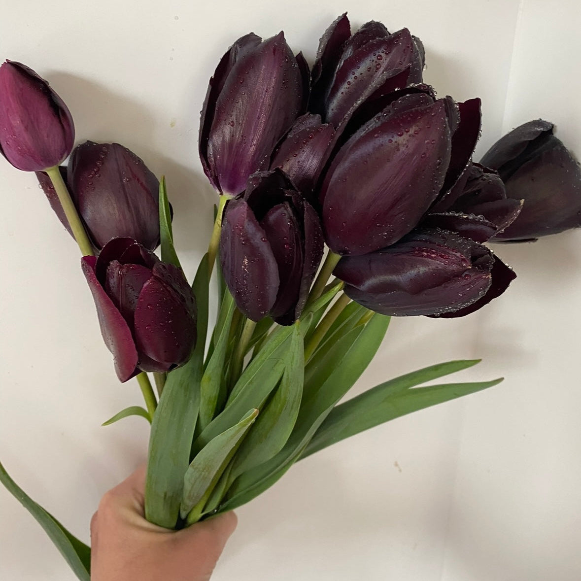🌷 Tulip Pansy Grow Pack