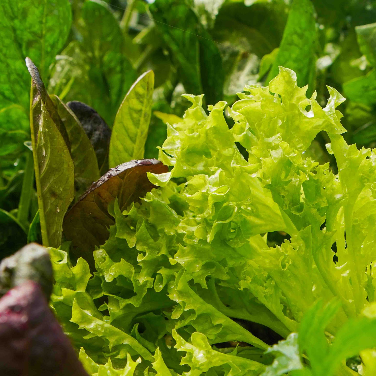 🌿 Summer Greens Grow Pack