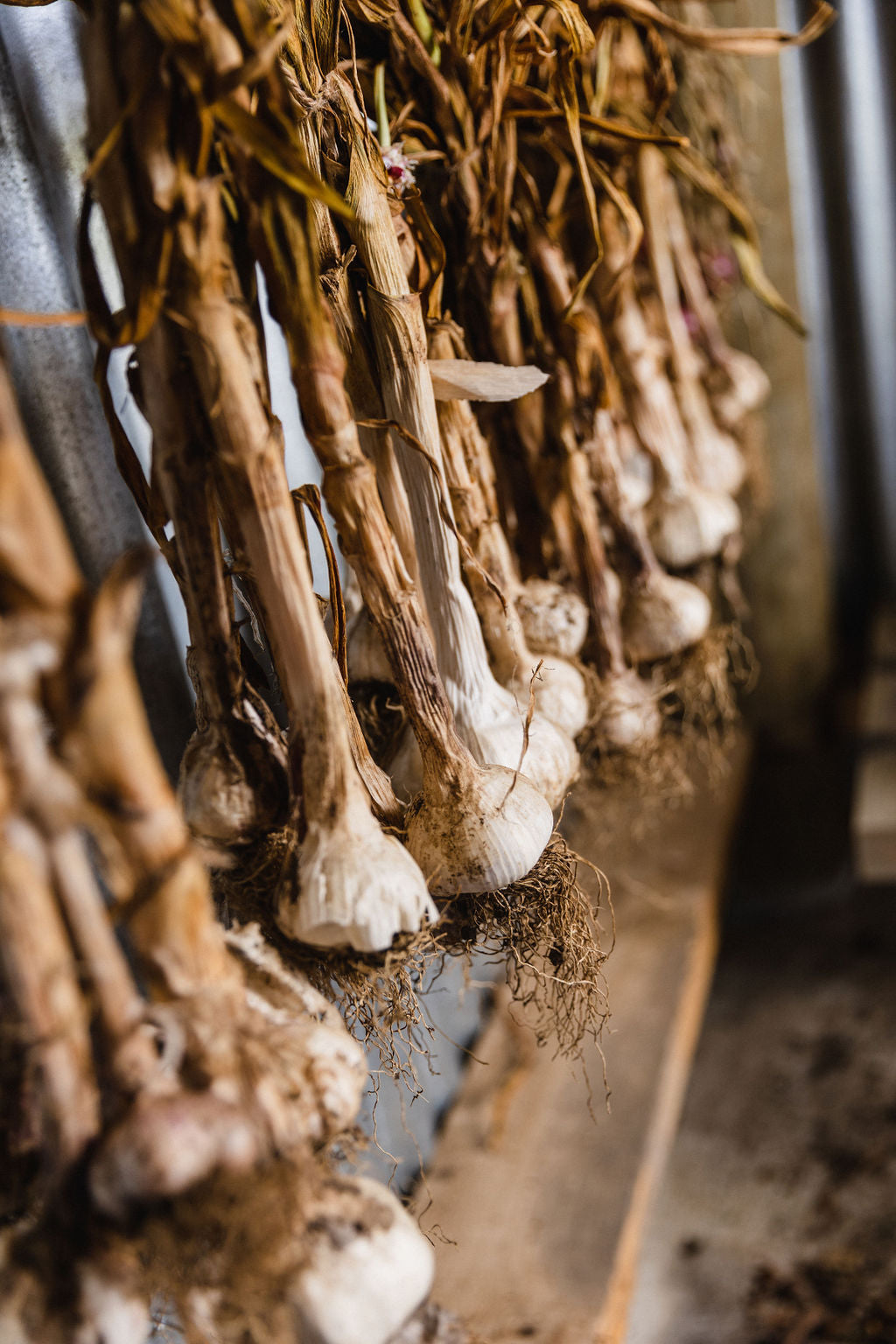 grow garlic easy in new zealand