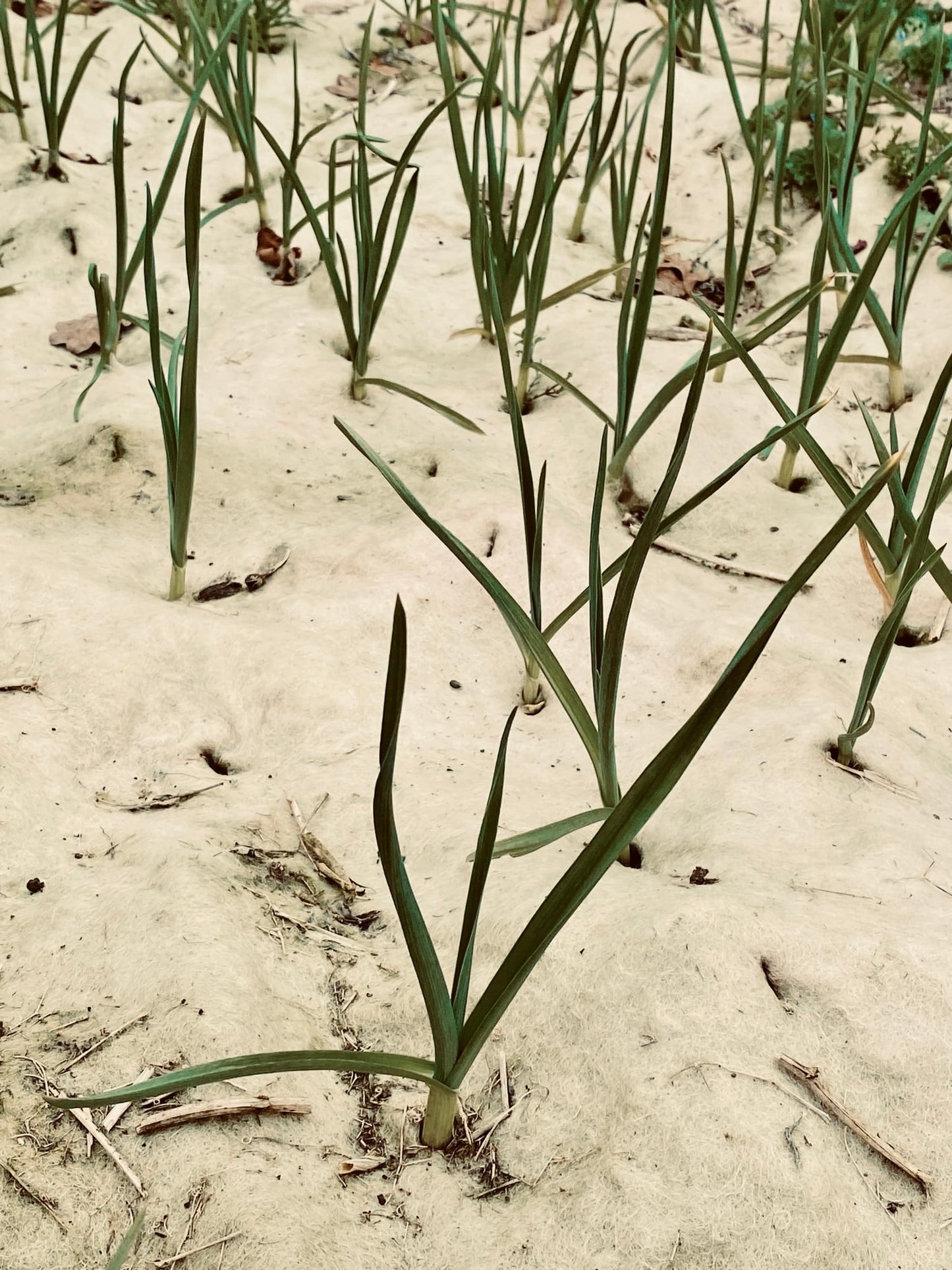 Grow NZ Garlic with Wool
