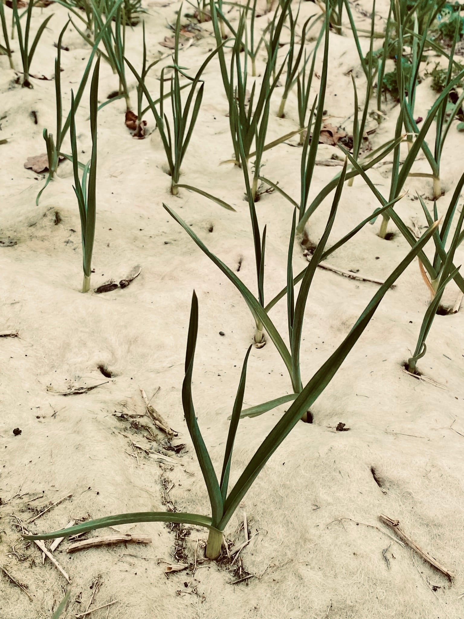 Grow NZ Garlic with Wool