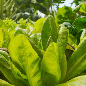 New Zealand Spinach