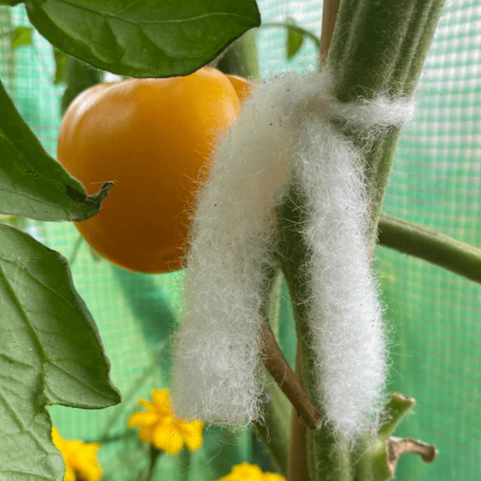 wool plant tie