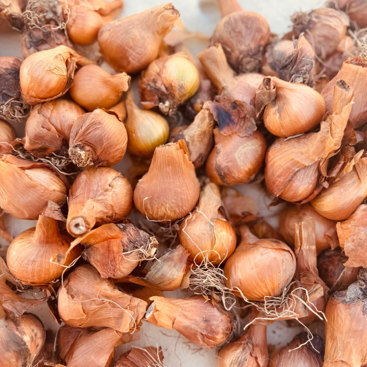 The Shallot Grow Mat