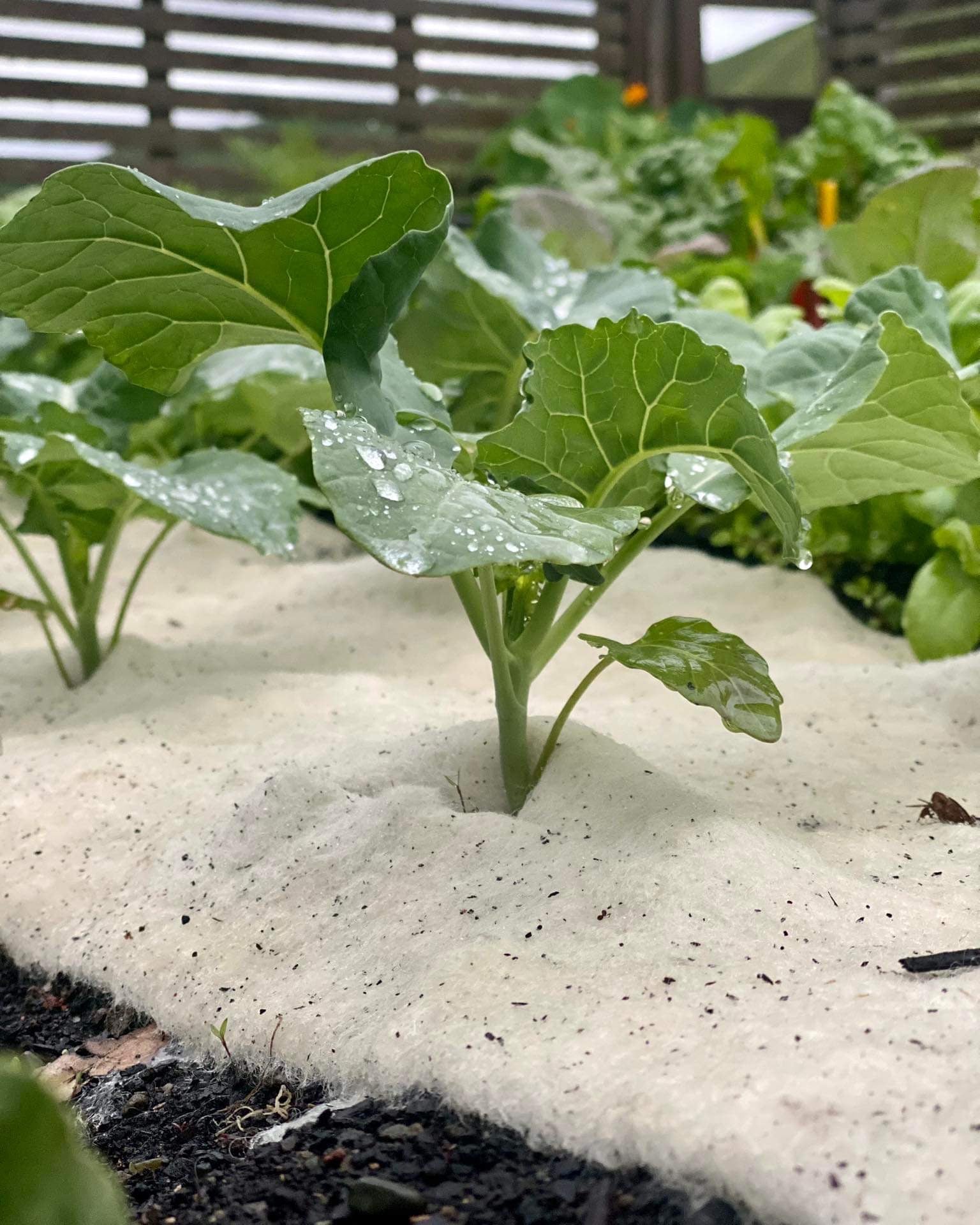 wool garden mulch