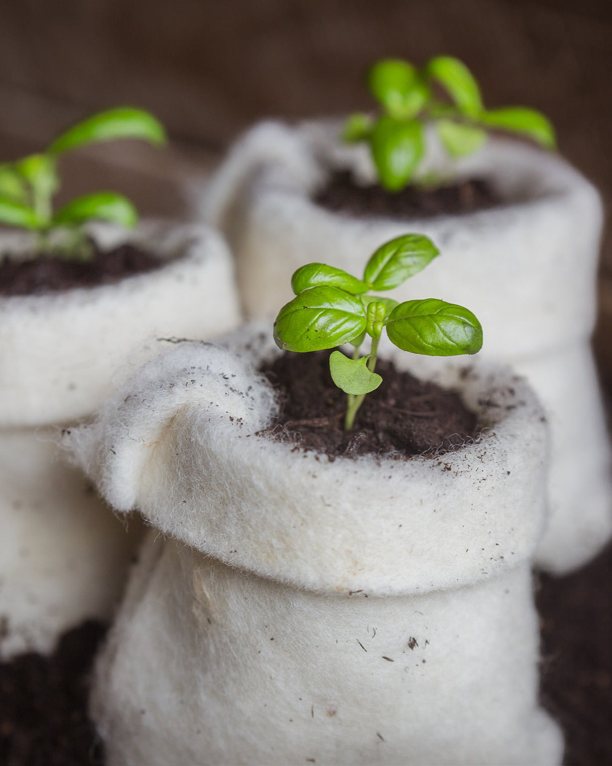 wool basil plant