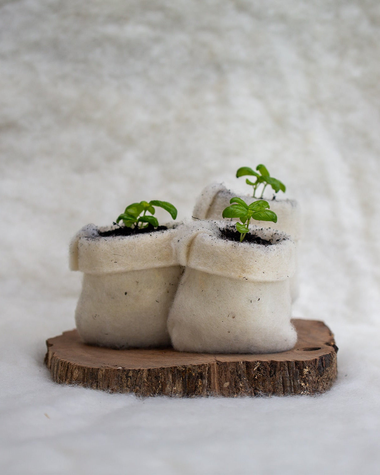 australia wool pot