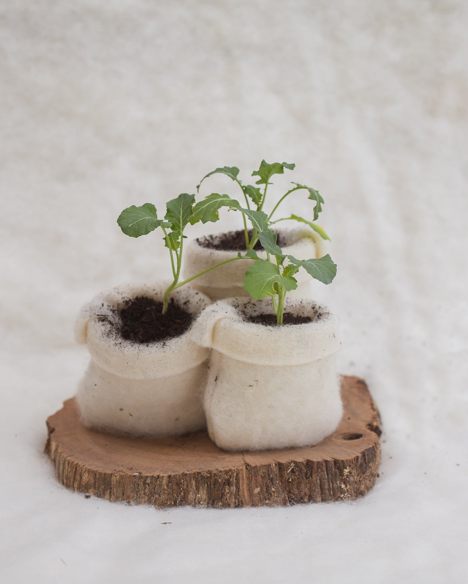 wool pot nz
wool pot seedlings