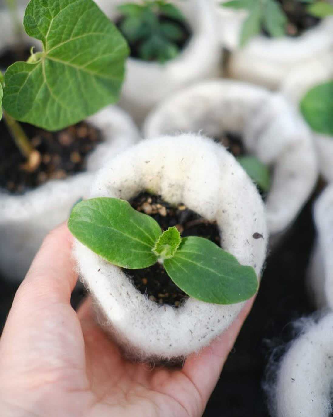 wool grow bag
Woolpot
wool pot